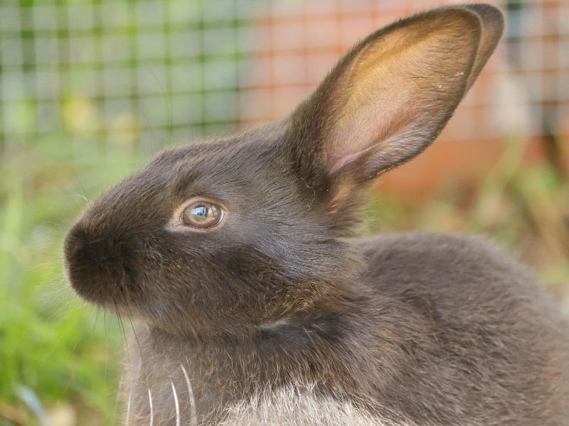 Image of a rabbit enjoying exercise time and enrichment activities with professional Christchurch bunny sitting care