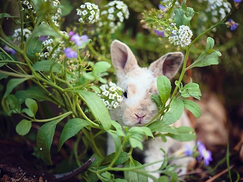 Image of a rabbit eating fresh vegetables as part of proper daily diet care provided by specialist Christchurch pet sitting service