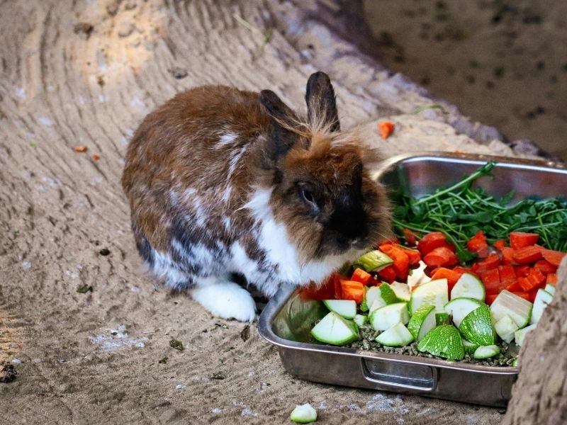 Image of a rabbit receiving Daily rabbit health monitoring and check by professional Christchurch pet sitter with expertise in bunny care