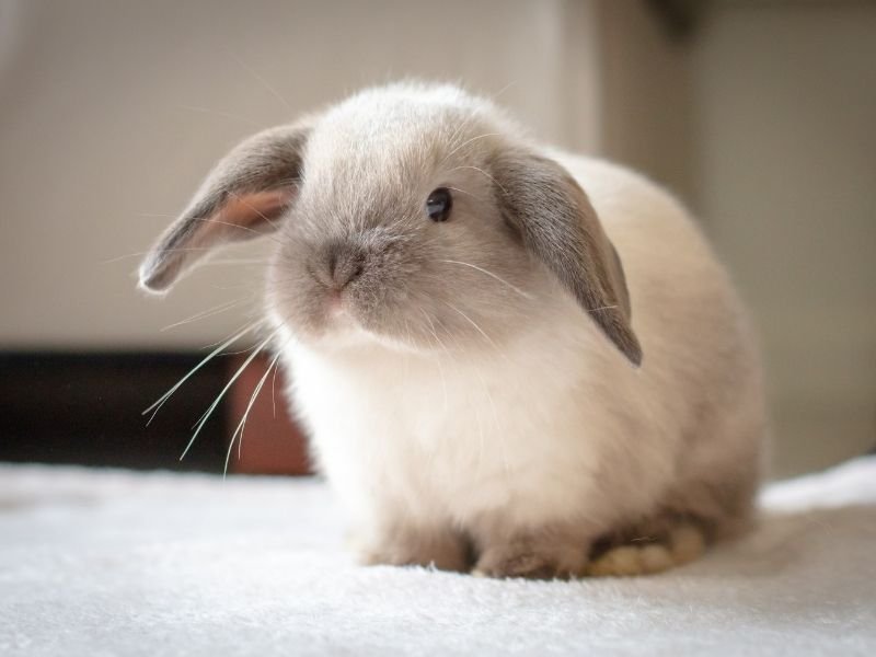 Image of a rabbit receiving Proper rabbit handling techniques demonstrated by experienced Christchurch pet sitter ensuring safe bunny care and no injuries