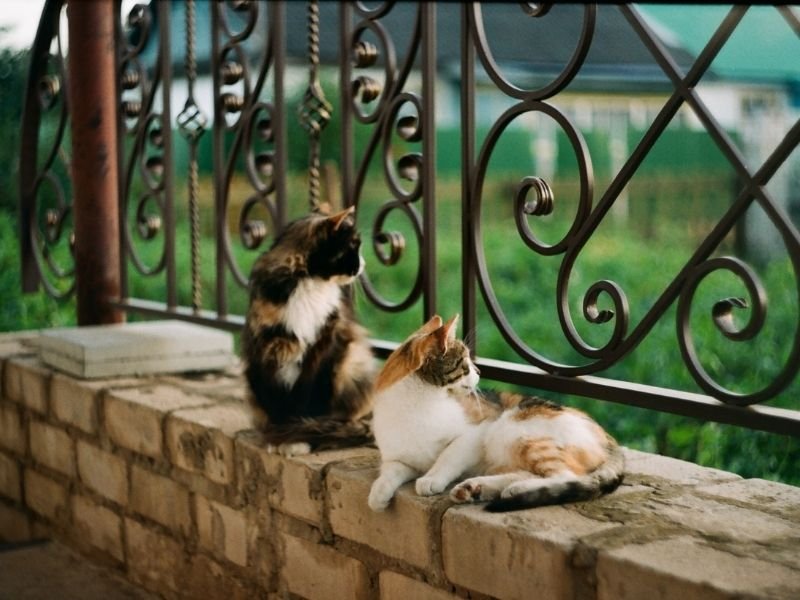 In-home cat sitting alternative to fully booked Christchurch catteries for Christmas holiday pet care