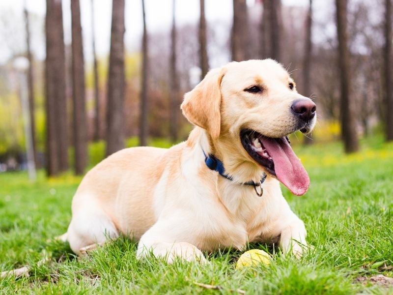 Reliable dog sitter providing personalised care to a labrador in a Fendalton Christchurch home