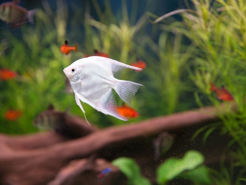 Image of fish in a tank receiving Reliable daily fish sitting visits in Christchurch with consistent care, feeding schedules and equipment checks