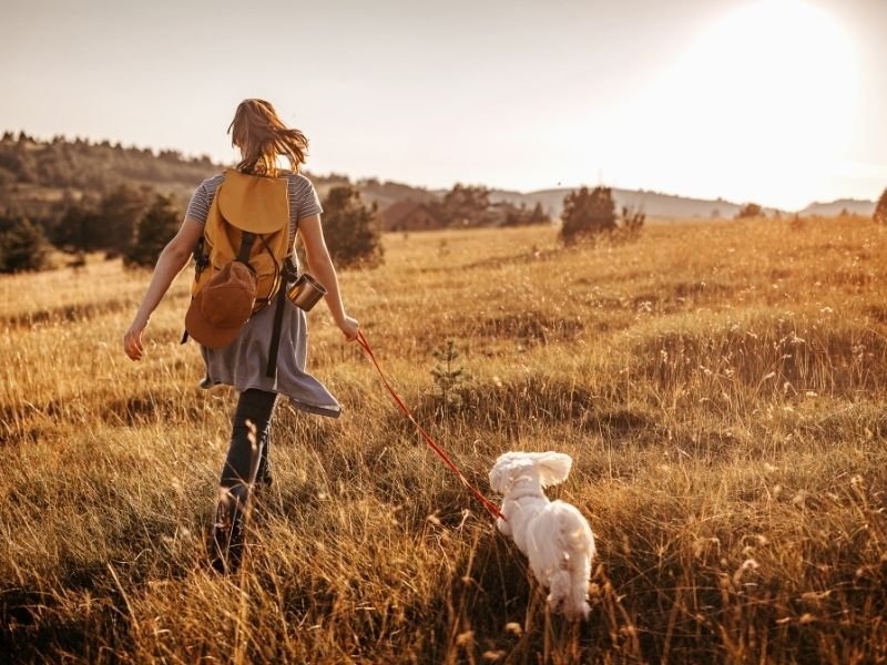 Experienced Christchurch pet sitter providing reliable Christmas holiday pet care