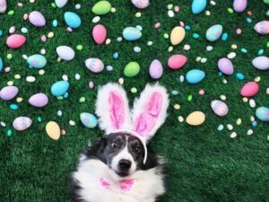 Image of a dog surrounded by chocolate Easter eggs