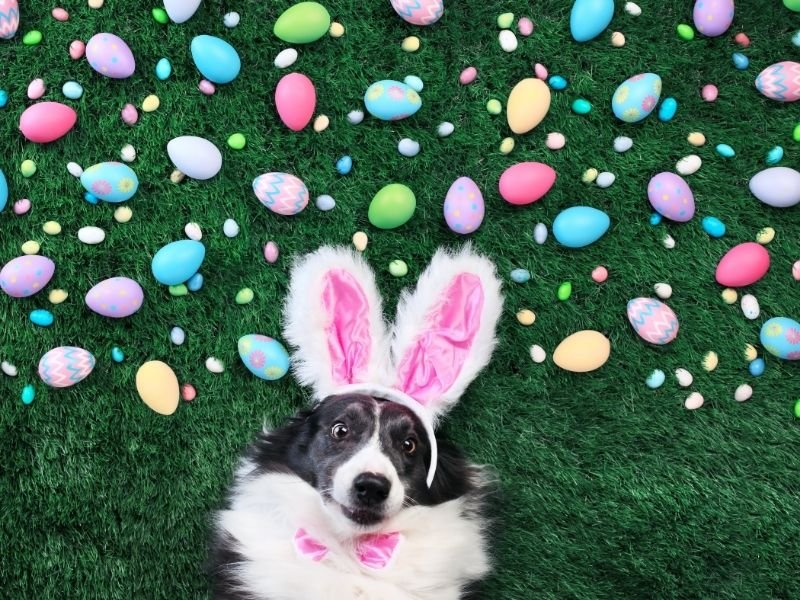 Image of a dog surrounded by chocolate Easter eggs