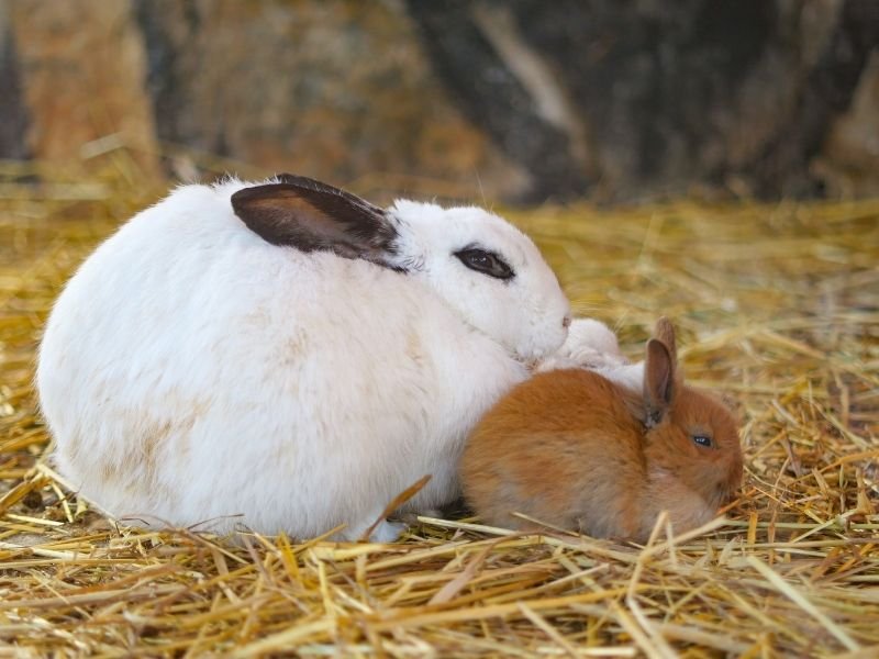 Image of a rabbit receiving sitting services in Christchurch with specialist bunny care and safe handling techniques by experienced pet sitter