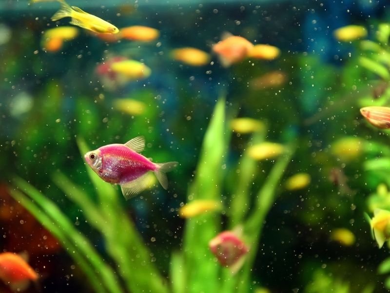 Image of fish in a tank receiving Saltwater aquarium and marine fish care in Christchurch with experienced fish sitter understanding complex requirements