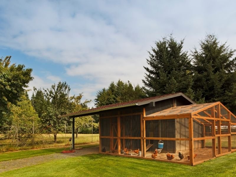 Photo of a Secure chicken run fencing inspection in Christchurch checking for predator damage and loose wire during daily visits