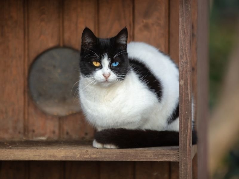 Happy cat comfortable in own home during Christmas with professional in-home cat sitting in Christchurch instead of cattery boarding