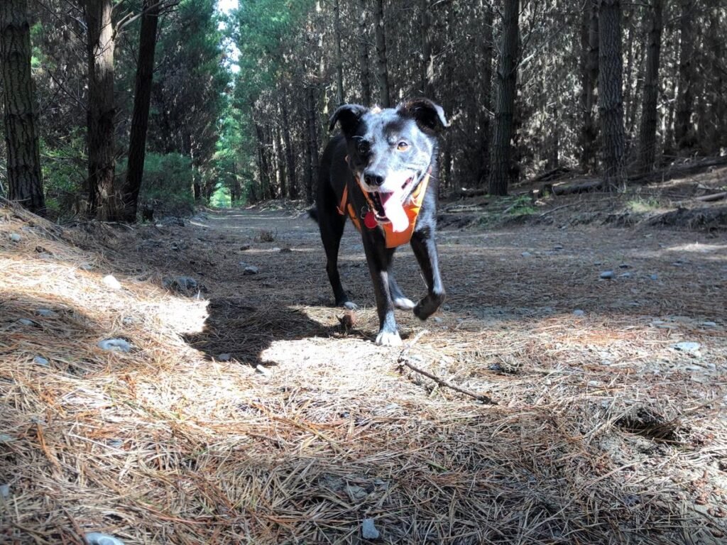 an elderly dog running in the woods