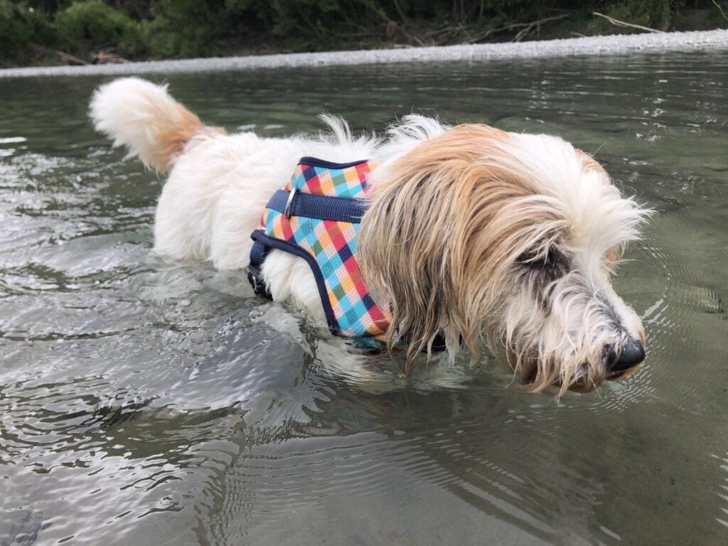 an elderly dog in a body of water