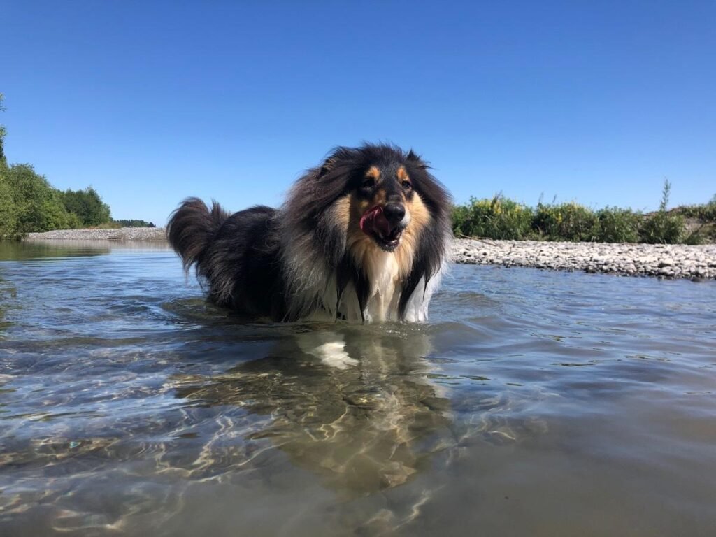 an elderly a dog standing in water