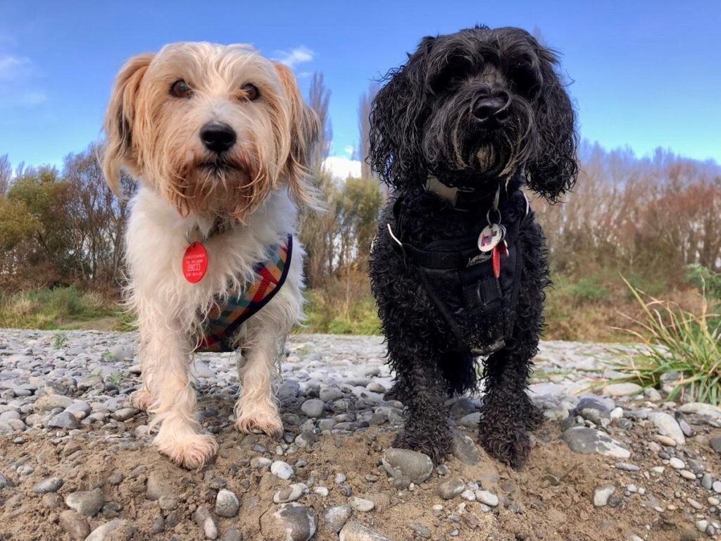 two elderly dogs standing on rocks
