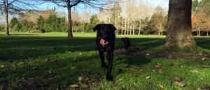 Image of a dog playing at the Styx Mill Dog PArk