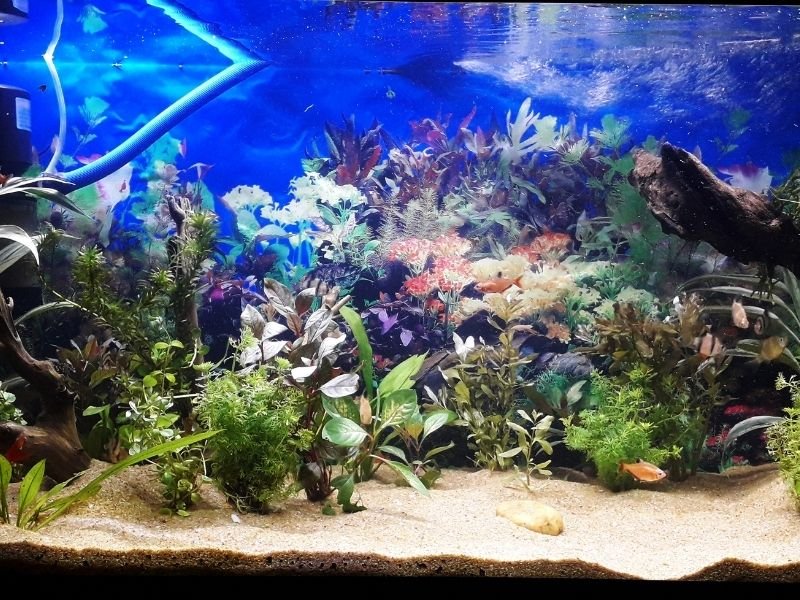 Image of Tropical fish receiving professional care from Christchurch fish sitter with temperature and water quality monitoring