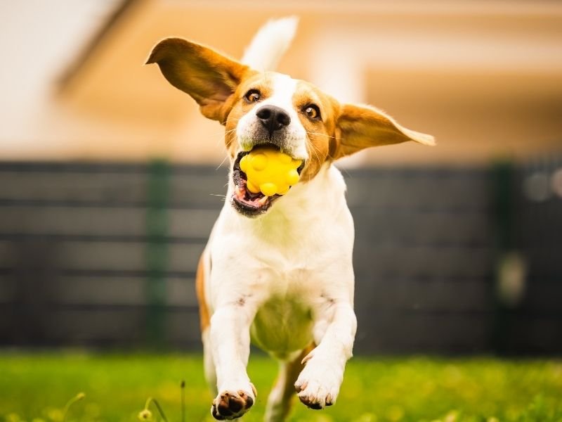 Trusted dog sitter playing fetch with energetic dog in Shirley Christchurch backyard