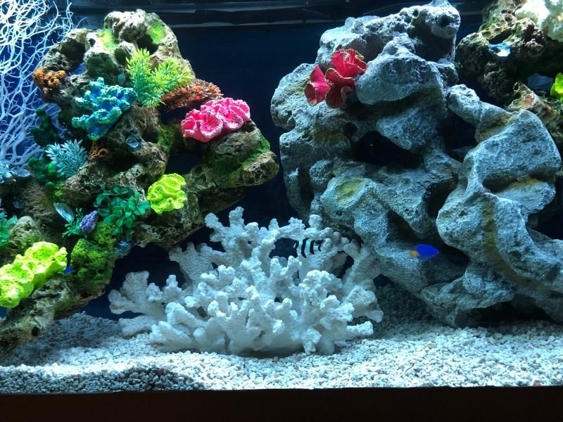 Image of fish in a tank receiving Water parameter testing during fish sitting visit in Christchurch monitoring ammonia, pH and temperature levels