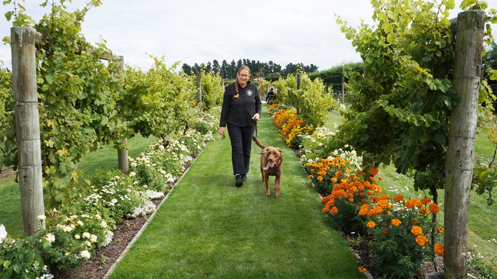 Image of VIPets escorting a dog to be included in a Christchurch wedding as the ring bearer