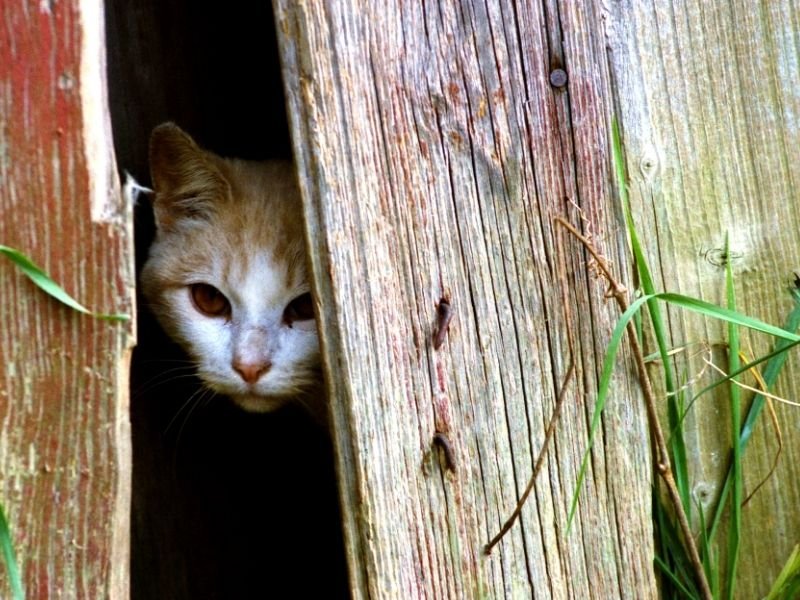 Cat peeking through wooden slats.